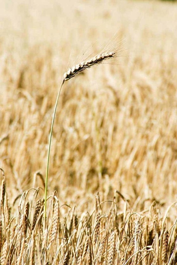 oats, mature, field