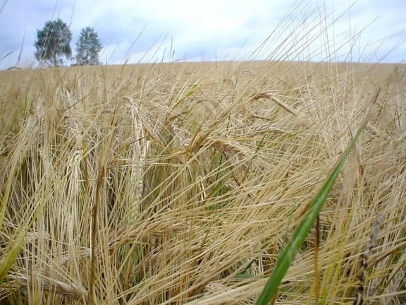 жито протягом багатьох років, поле