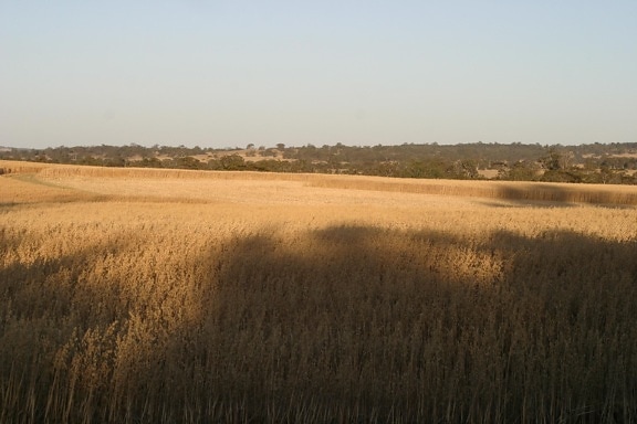 เงา wheatfield เก็บเกี่ยว swathes