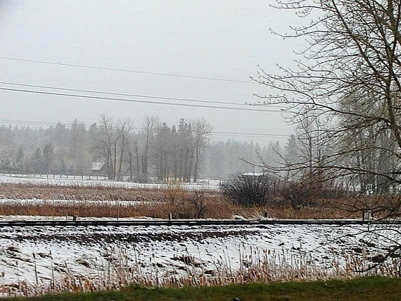 snow, trees, fields