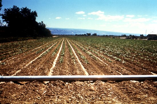 irrigation, pipeline, running, furrowed, Colorado, field