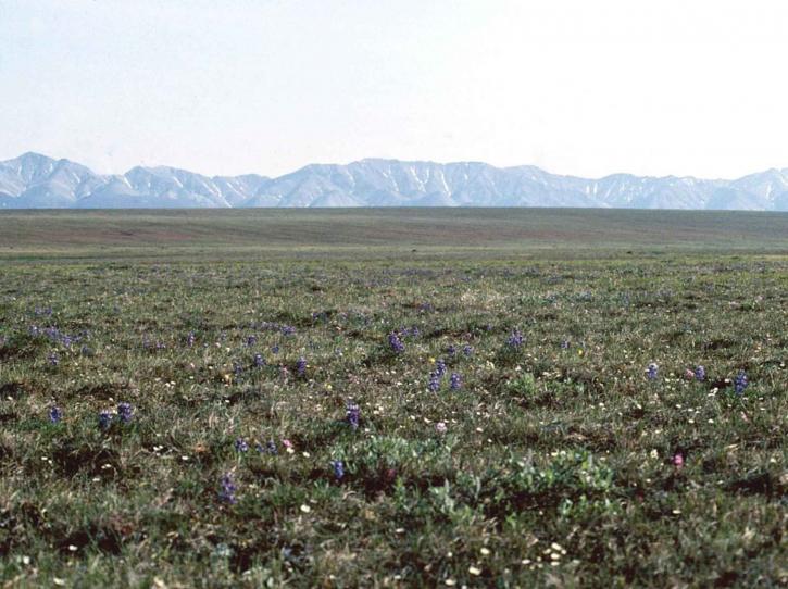 tundra, floración