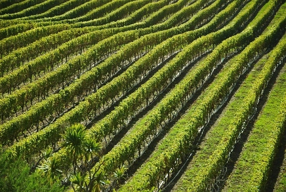 wijngaard, field