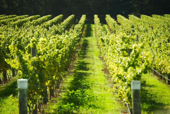 vineyard, fields, France