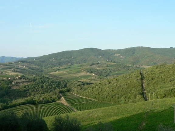 vineyards, fields, hill