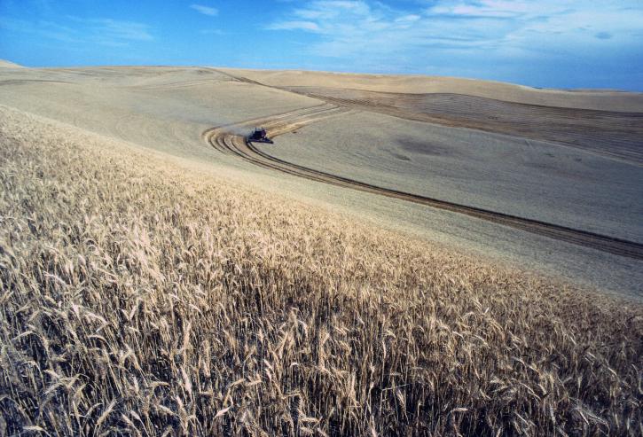 wheat, harvest, field