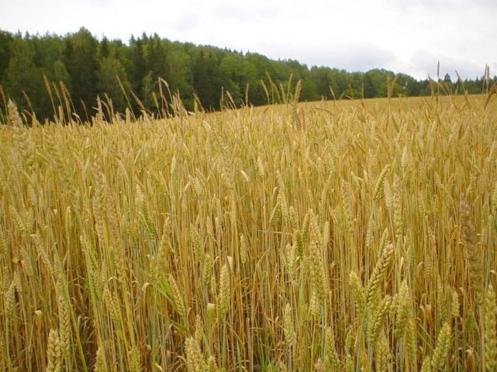 pšenica, pole