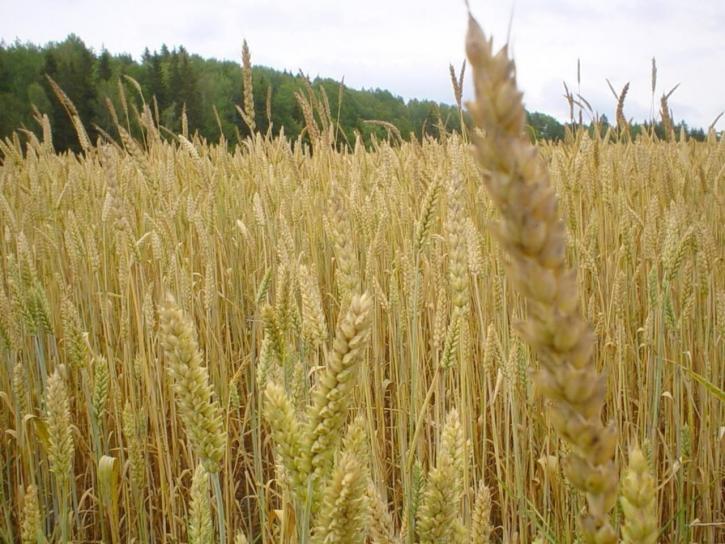 поле пшеницы, желтый,