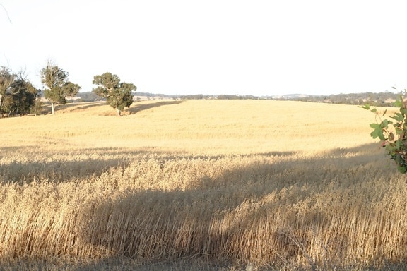 campo de trigo orgánico, verano, campo agrícola