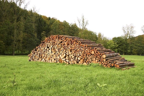 madera, troncos, campo