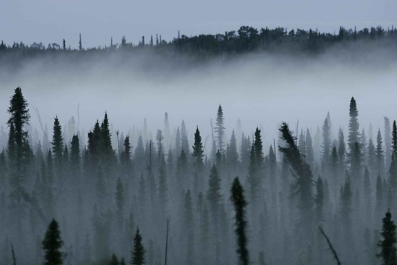 mist, rises, black, spruce, forest