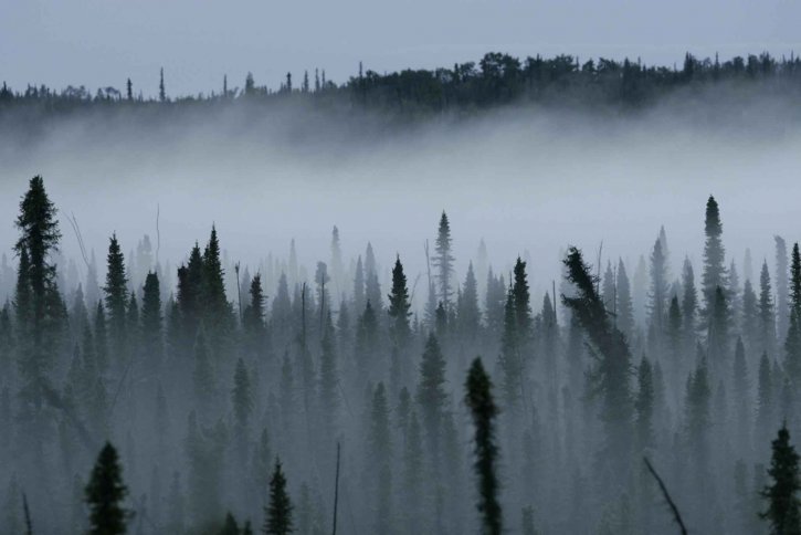 туман, поднимается, черный, ель, лес