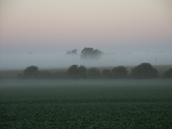 early, morning, fog