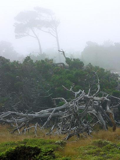 Monterey, sương mù