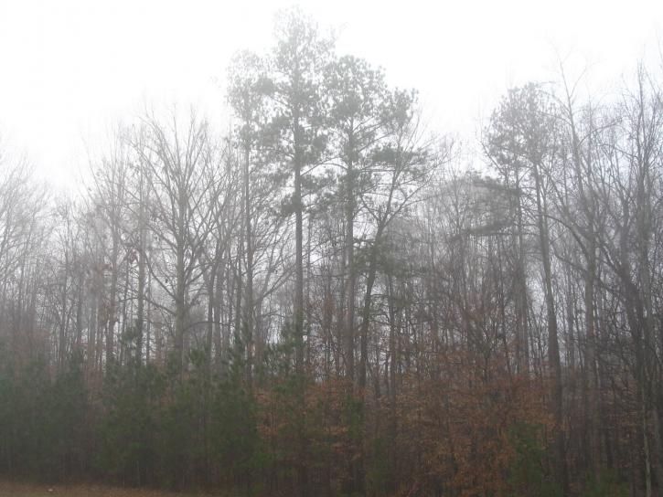 δέντρα, ομίχλης