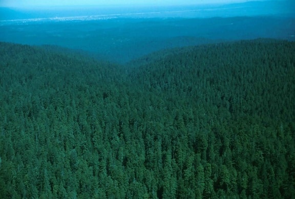 aerial, photography, forest, habitat