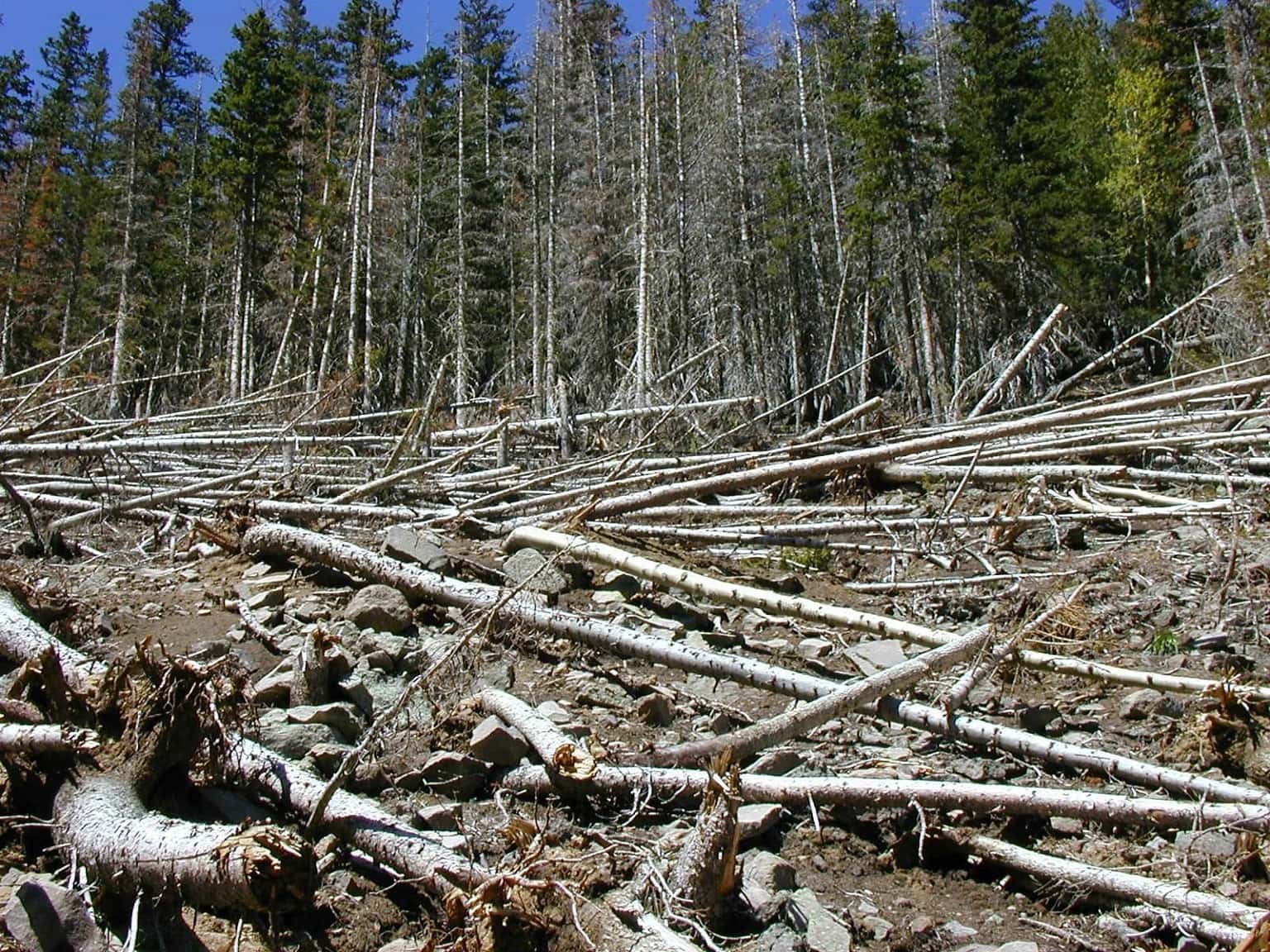 Многообразие лесов. Древняя ель. Стихийные бедствия в зоне лесостепи. Avalanche. 3) Die Natur + die Katastrophe / природа + катастрофа =.