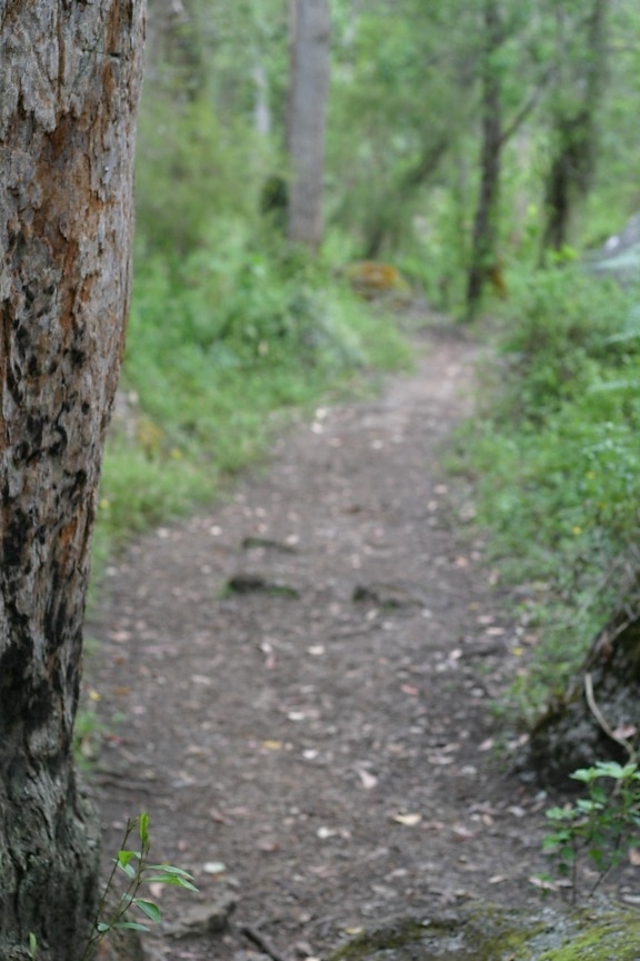 bark, focus, path, background