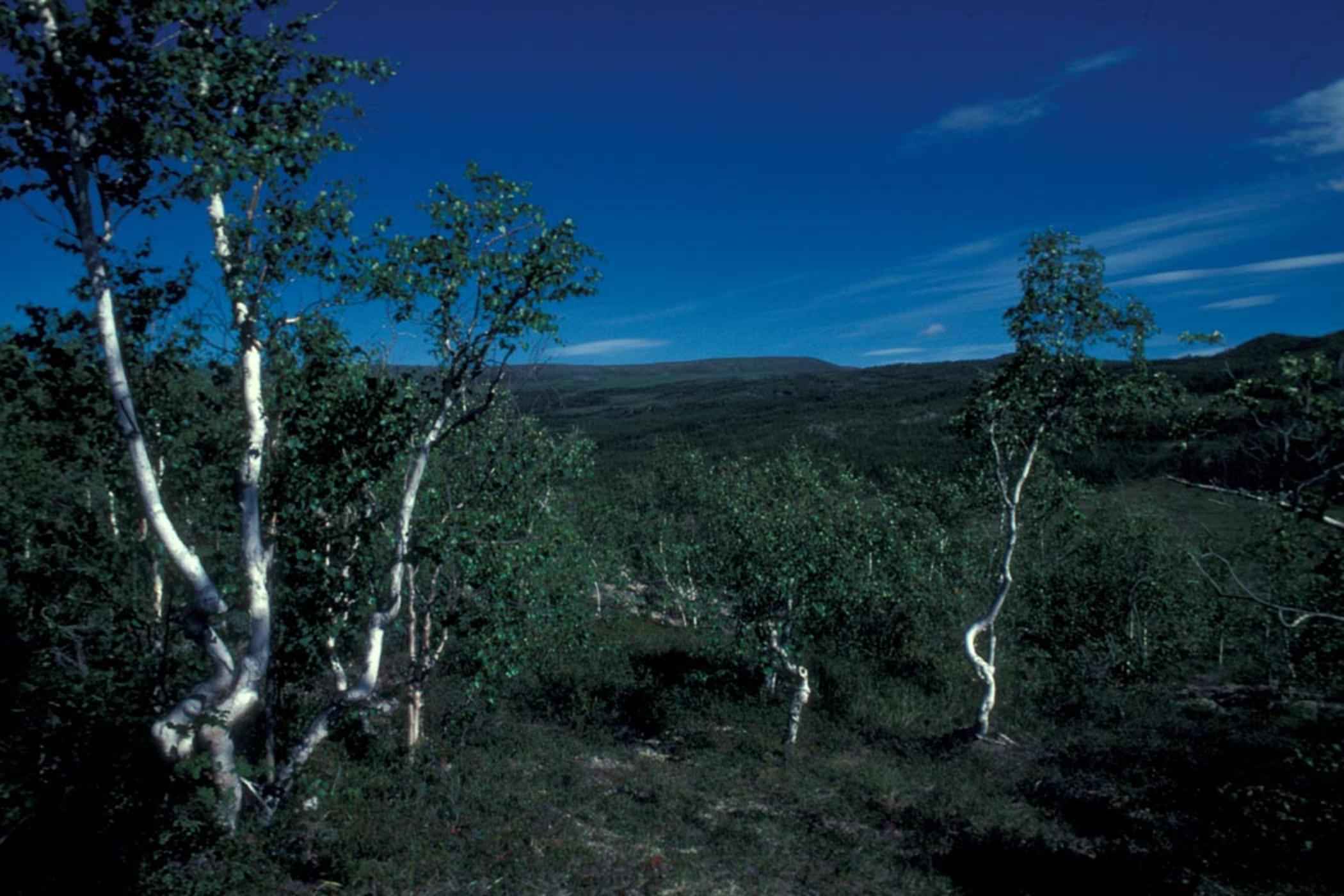 Free picture: birch, forest