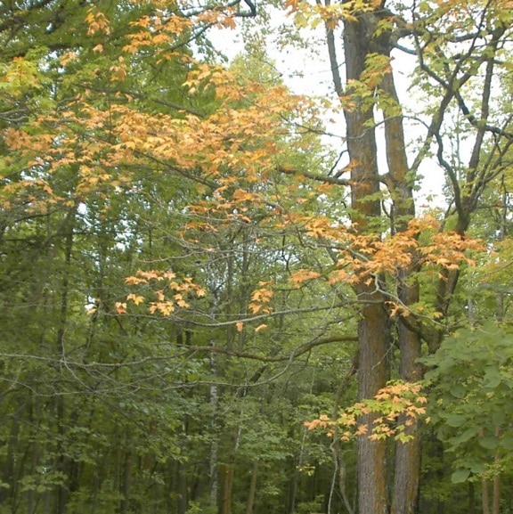 temprano, otoño, bosque, bosques