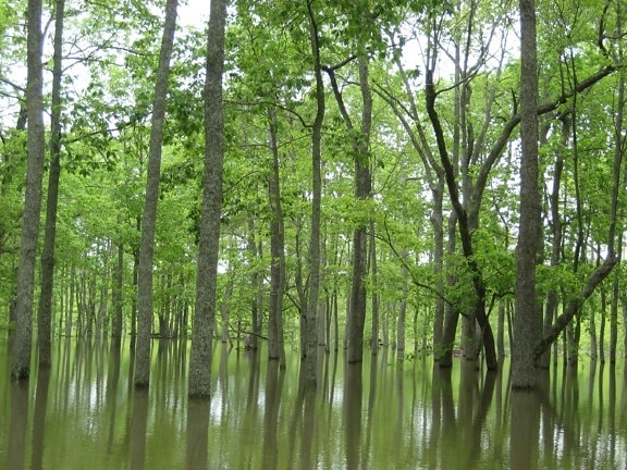 oversvømmet, bottomland, løvtre skoger