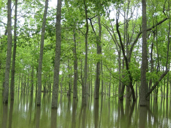 πλημμύρισαν, bottomland, σκληρού ξύλου, τα δάση