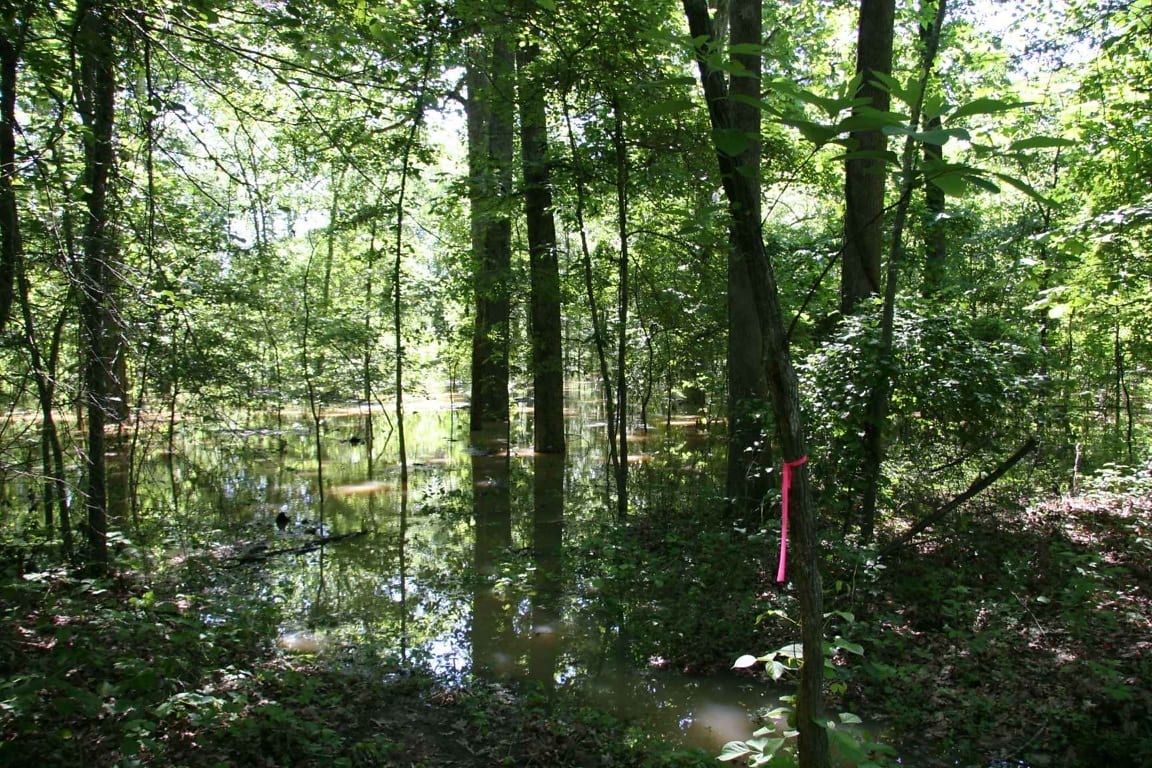 Граница леса. Spring Forest webcam.