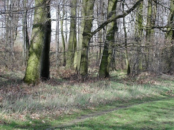 forest, beside, field