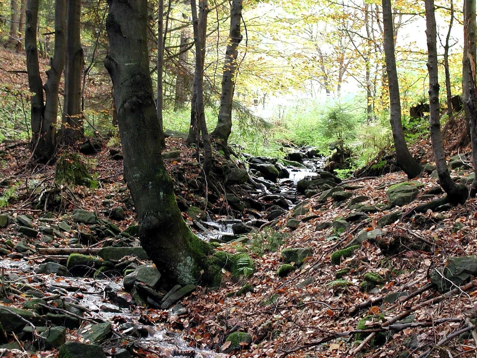 Forest Habitat. Древний лес. Леса Западной Украины. Лес темный страшный.