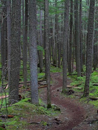 skog, trail
