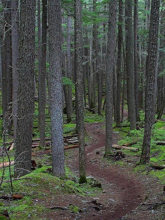 skogen, trail