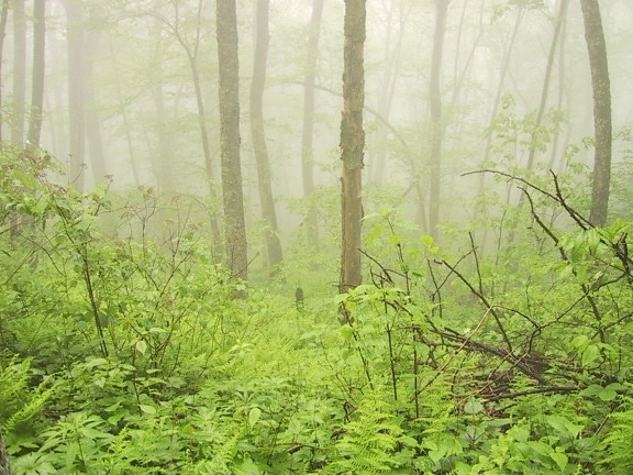 森林, 雾