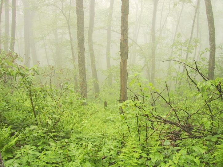 lasu, mgła