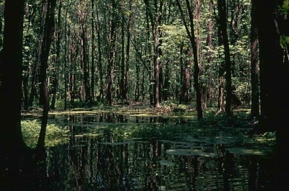 forested, wetlands