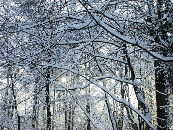 霜冻, 森林