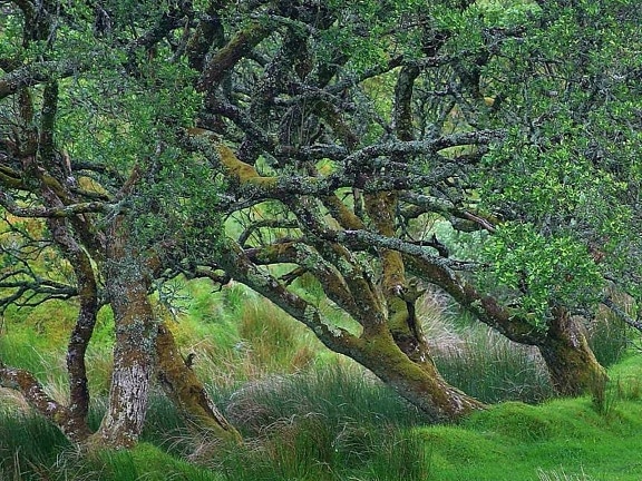 Glengesh, passe, Irlande, vieux, arbre
