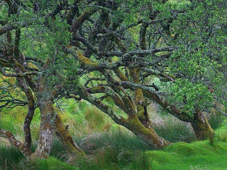 Glengesh, passera, Irland, gammalt, träd