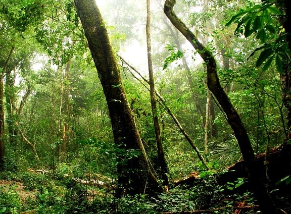 Guatemala, Maya, biosfæren, reserve