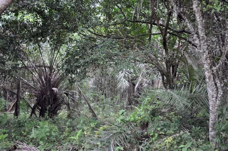 不可解な熱帯の森