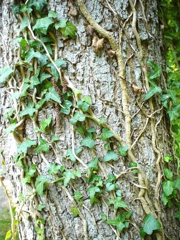 ivy, climbing, tree