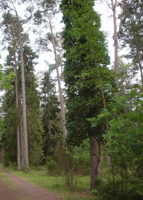 Borostyán, erdő