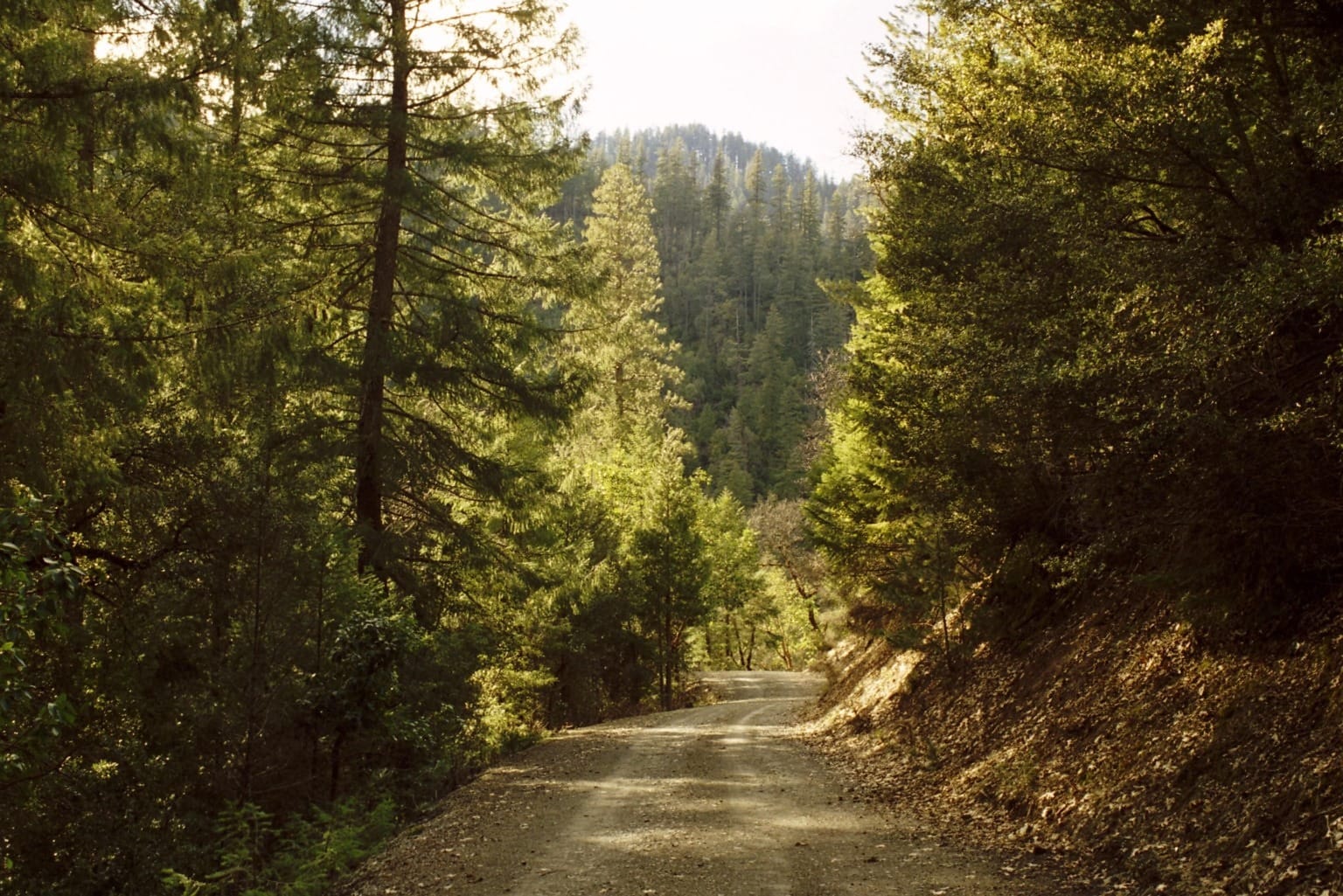 Лес 69. Klamath National Forest. Лесное хозяйство в Англии. Тайна лес. Вновь и вновь троп.