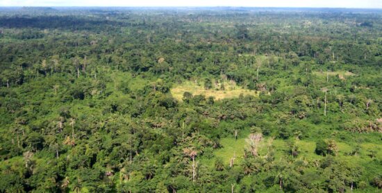 liberia, aerial, forest
