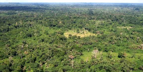 liberia, aerial, forest