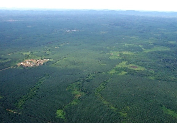liberia, aerial, rubber, plantation