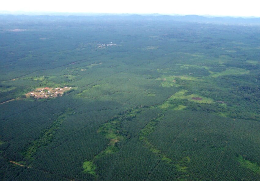 Free Picture: Liberia, Aerial, Rubber, Plantation