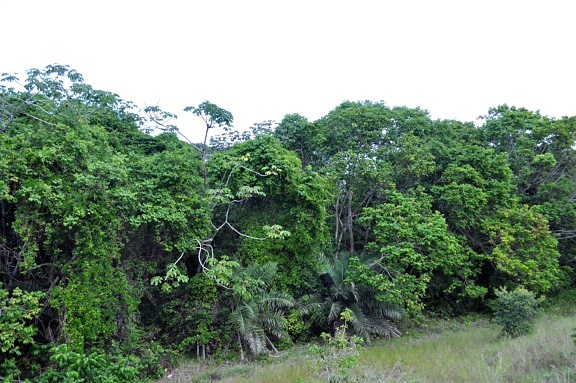 tropický prales, stromy, lesy