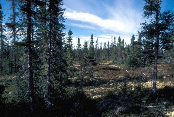 low, growing, open, forest, primarily, black, spruce, interspersed, bogs