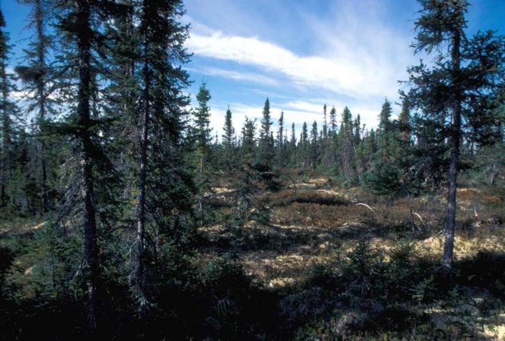 thấp, phát triển, mở rộng, rừng, chủ yếu, black spruce, xen kẽ, đầm lầy