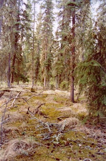 Lumut, Lumut, vegetasi, lantai hutan boreal, penutup,